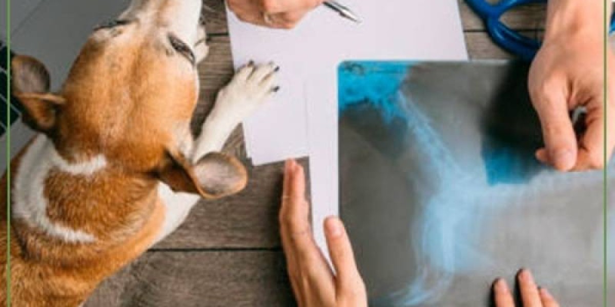 How Much Dog X-Ray Costs in 2022?