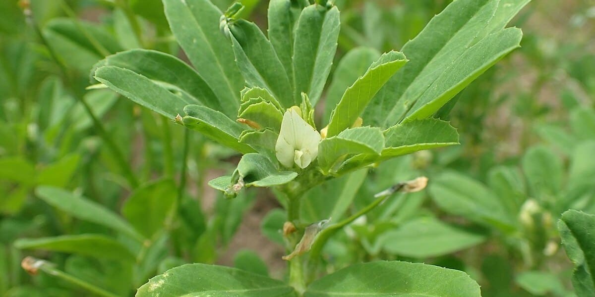 Planta ruda: Beneficios usos y propiedades medicinales en la medicina natural